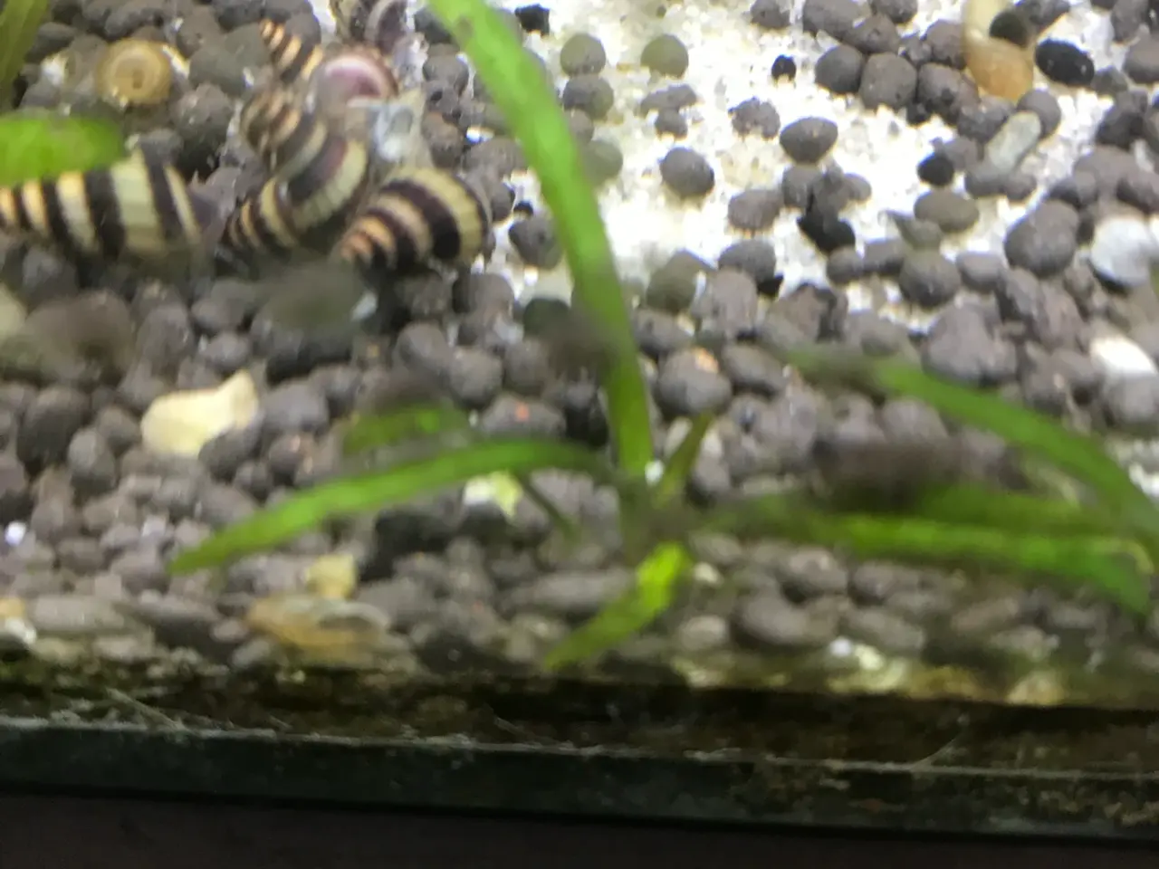 Billede 4 - 🐌 Helena snegle – mod uønskede snegle 5 stk 25 kr