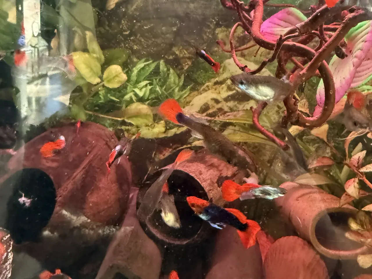 Billede 3 - Guppy hanner flotte farver 