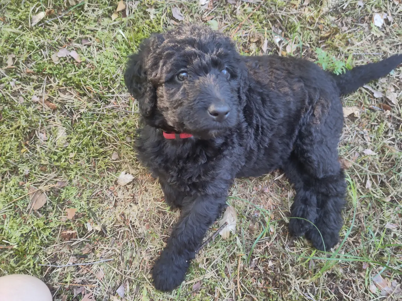 Billede 3 - 🐶Labradoodle hvalpe søger kærlige familier 🏡❤️