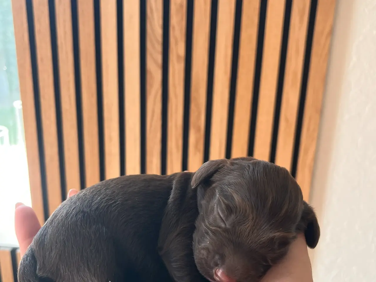 Billede 7 - 🐾 8 skønne hvalpe søger deres nye hjem 🐾