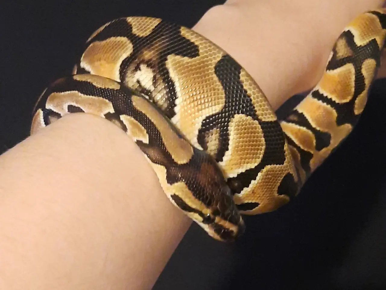 Billede 7 - Kongepython