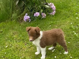 Border Collie