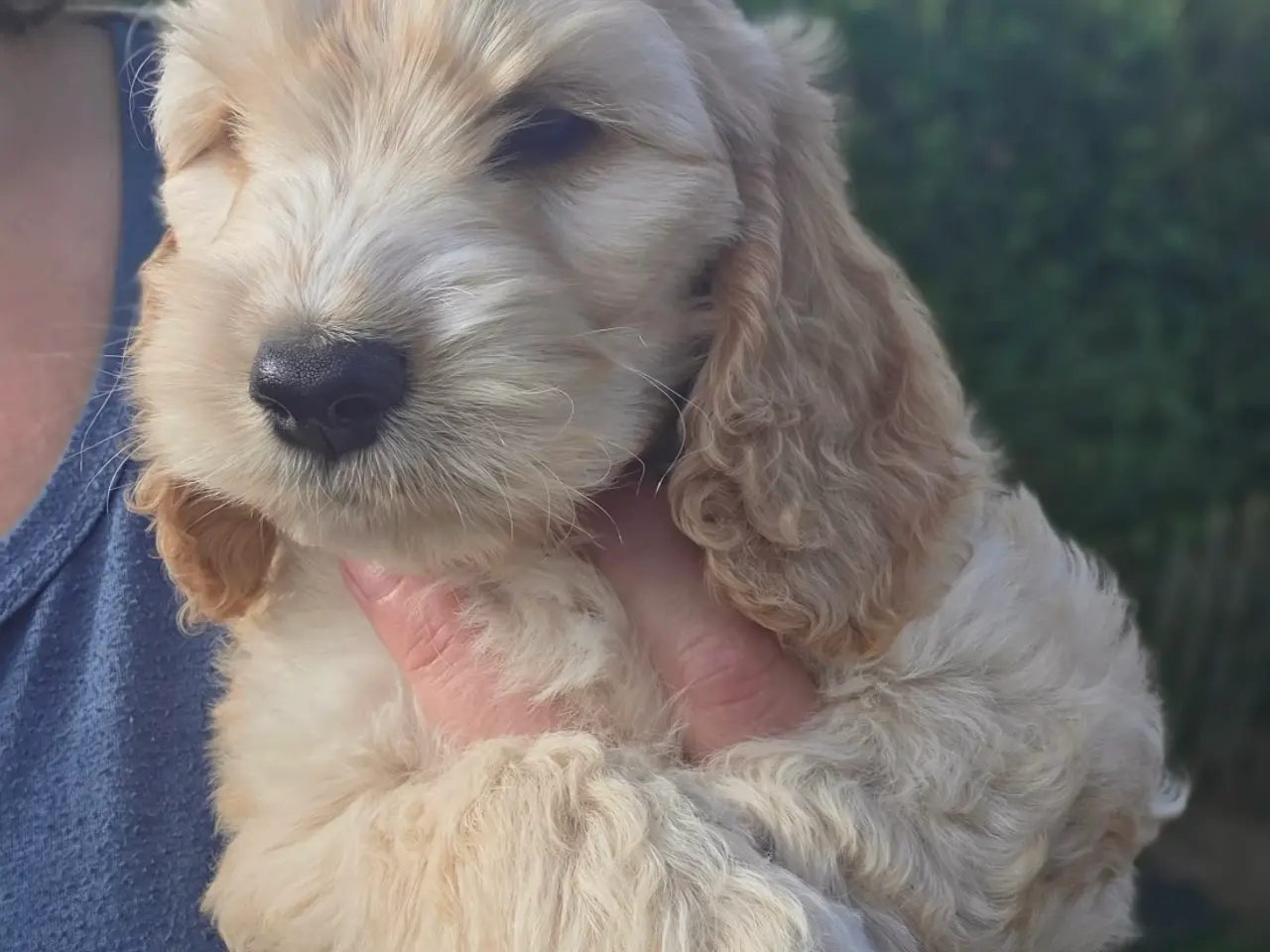 Billede 5 - Cockerpoo ( 75% Cocker Spaniel 25% Puddel)
