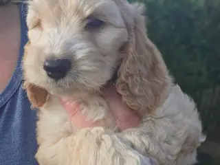Cockerpoo ( 75% Cocker Spaniel 25% Puddel) - 5