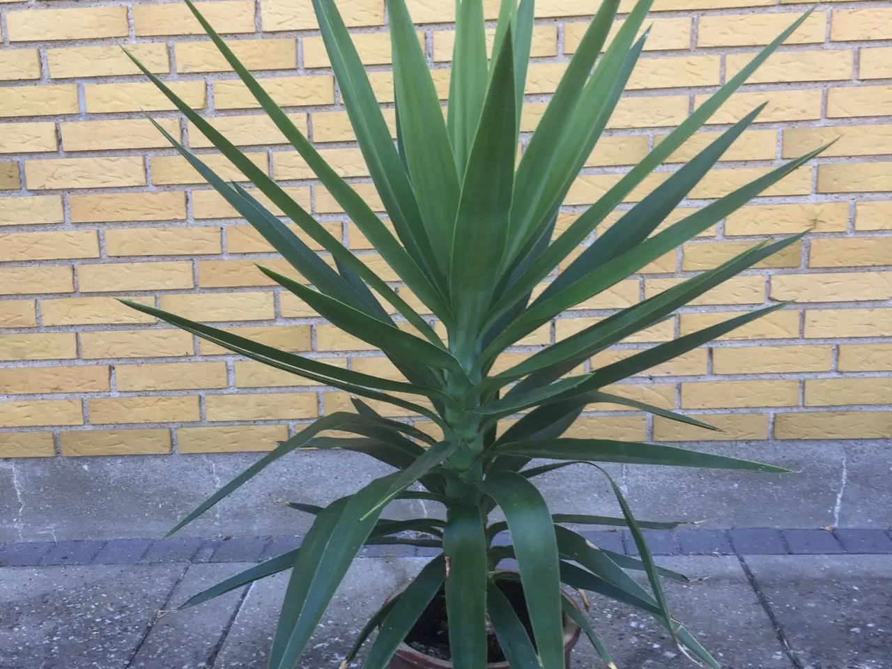 Billede 7 - Yucca palmer