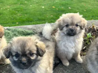 Tibetansk spaniel hvalpe