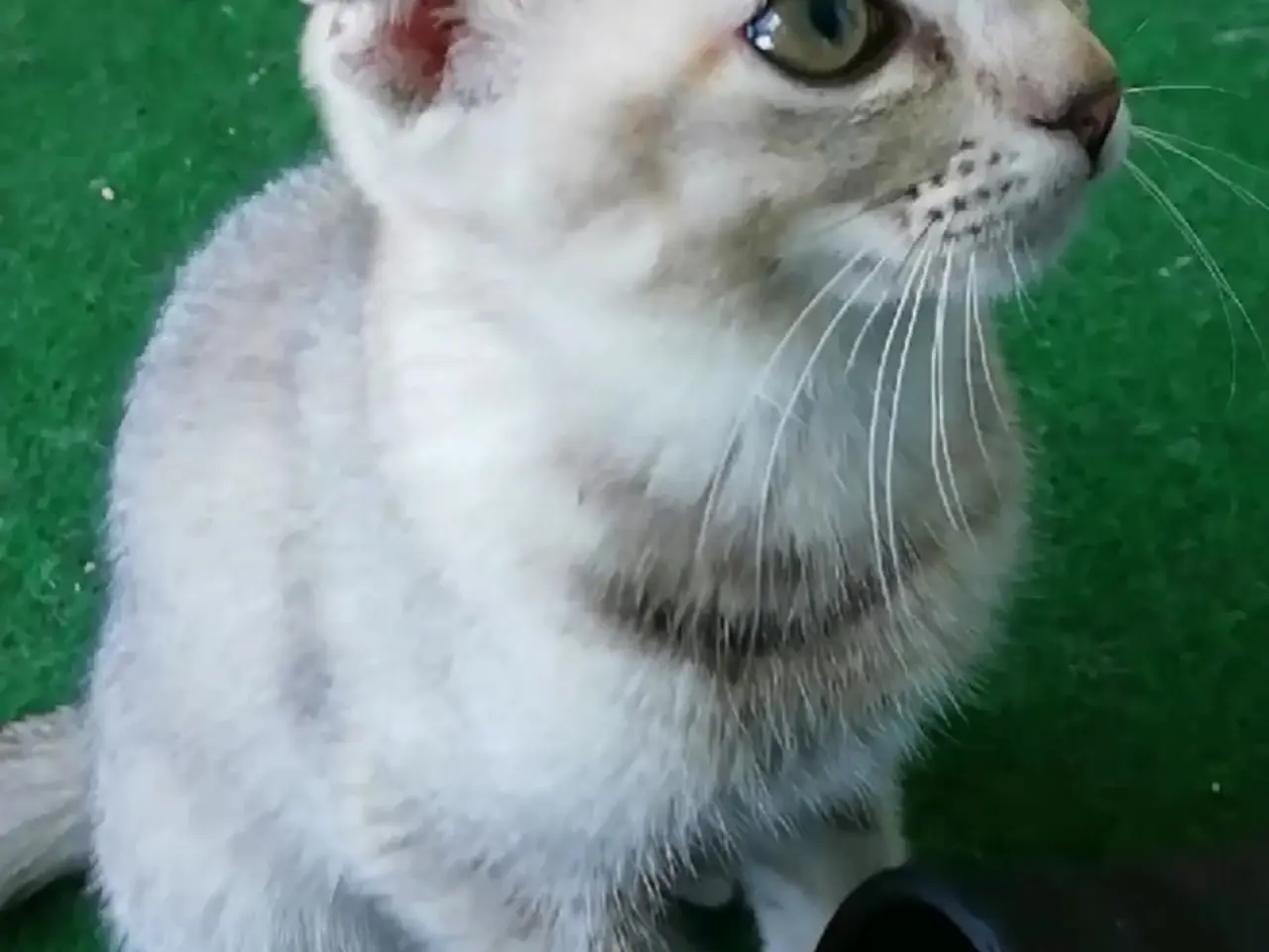 Billede 12 - Lisa – Sød og blid Scottish Fold hunkat søger kærl