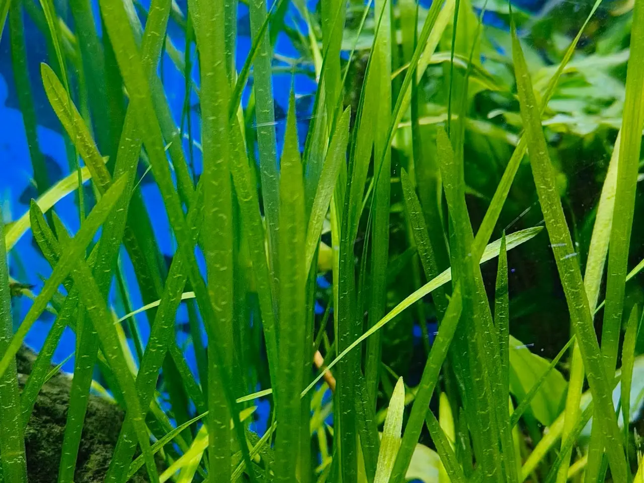 Billede 2 - Vallisneria planter sælges