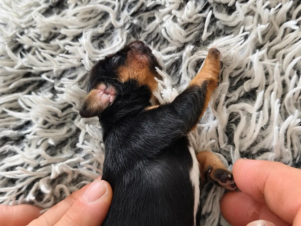 Billede 9 - Cavalier King Charles 