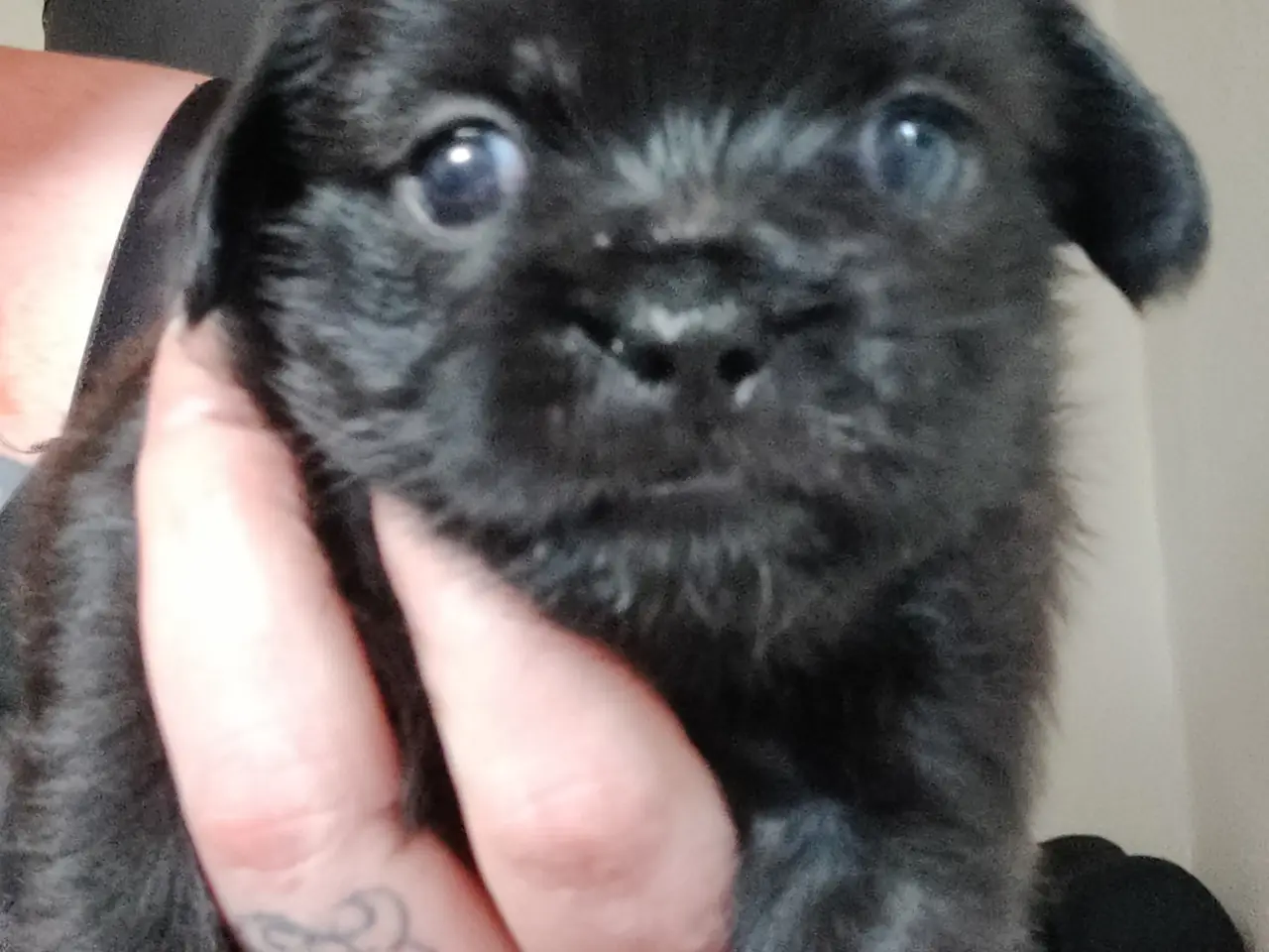 Billede 3 - Bedårende Mops/Yorkie/schnauzer mix