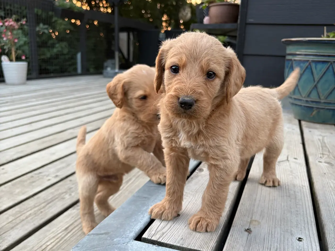 Billede 13 - Labradoodles