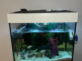Juwel 200 liters akvarium Til salg