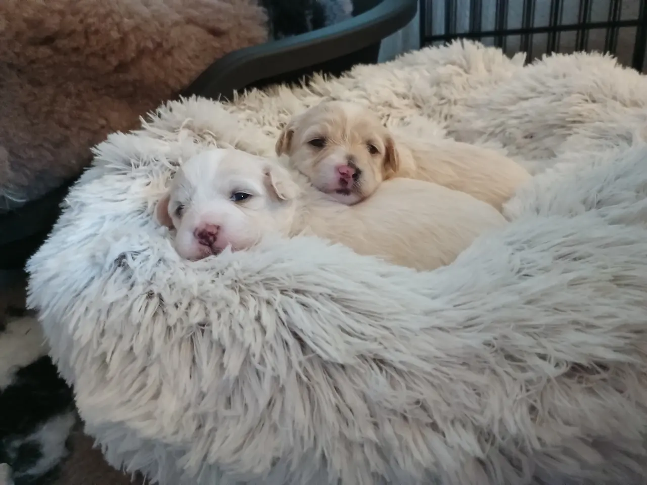 Billede 14 - Maltipoo hvalpe 