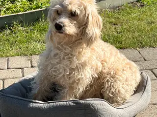 De sødeste cockapoo  - 2