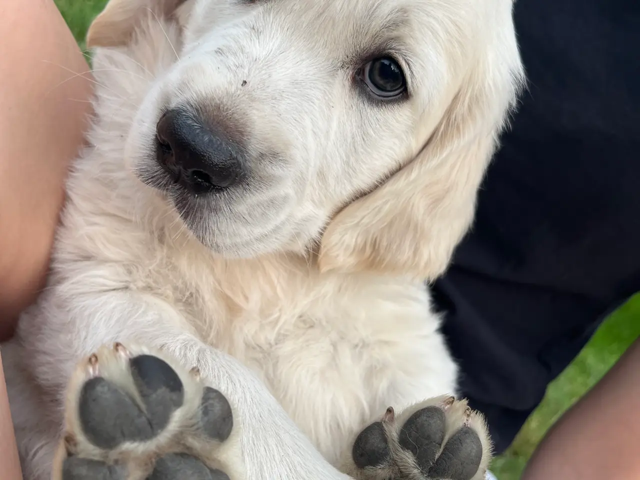 Billede 9 - 4 Golden retriever hvalpe sælges