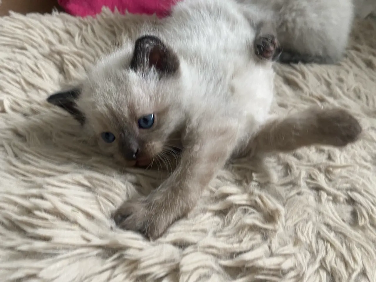 Billede 20 - Flotte ragdoll killinger 