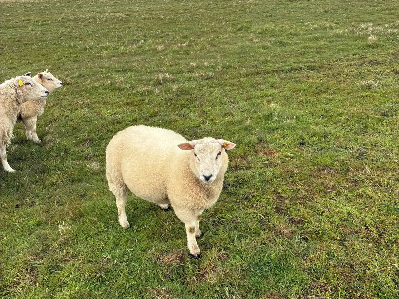 Billede 3 - Texel vædder lam
