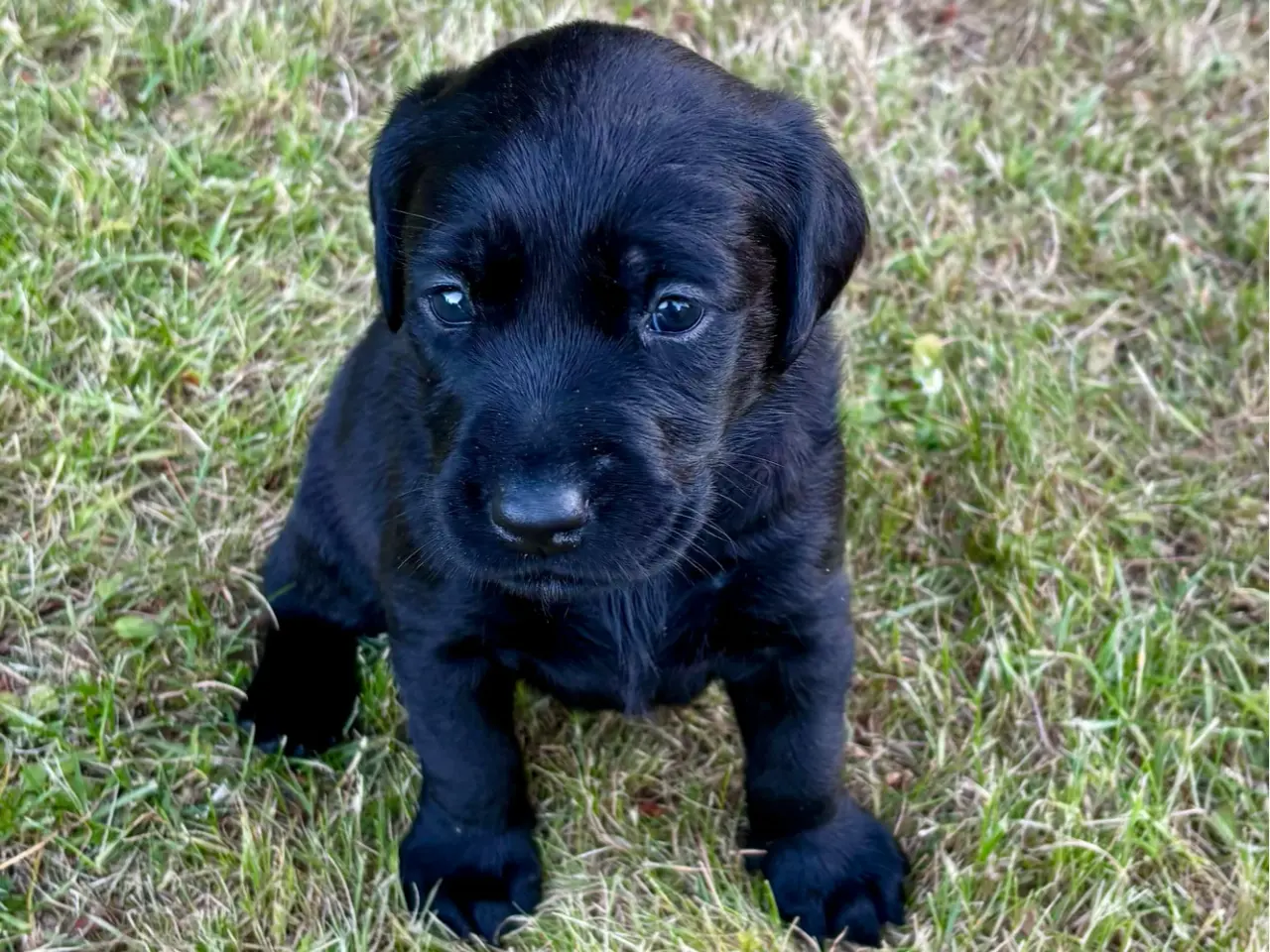 Billede 4 - Dejlige f1 labrador hvalpe