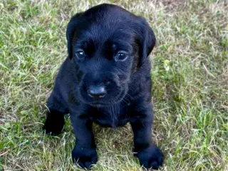 Dejlige f1 labrador hvalpe - 4