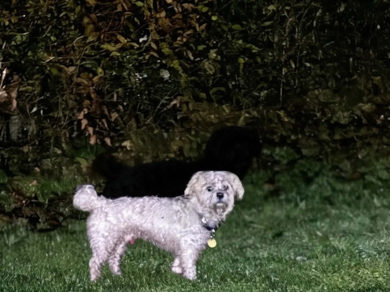Billede 7 - Jacktese hvalpe ( Jack Russel terrier + Maltiser )