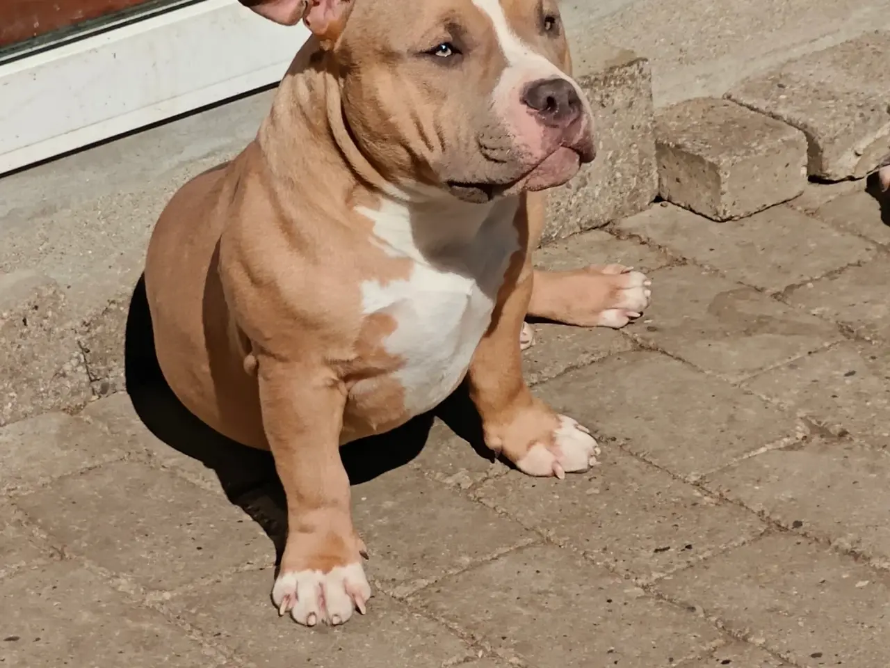 Billede 1 - American Bully hvalpe.