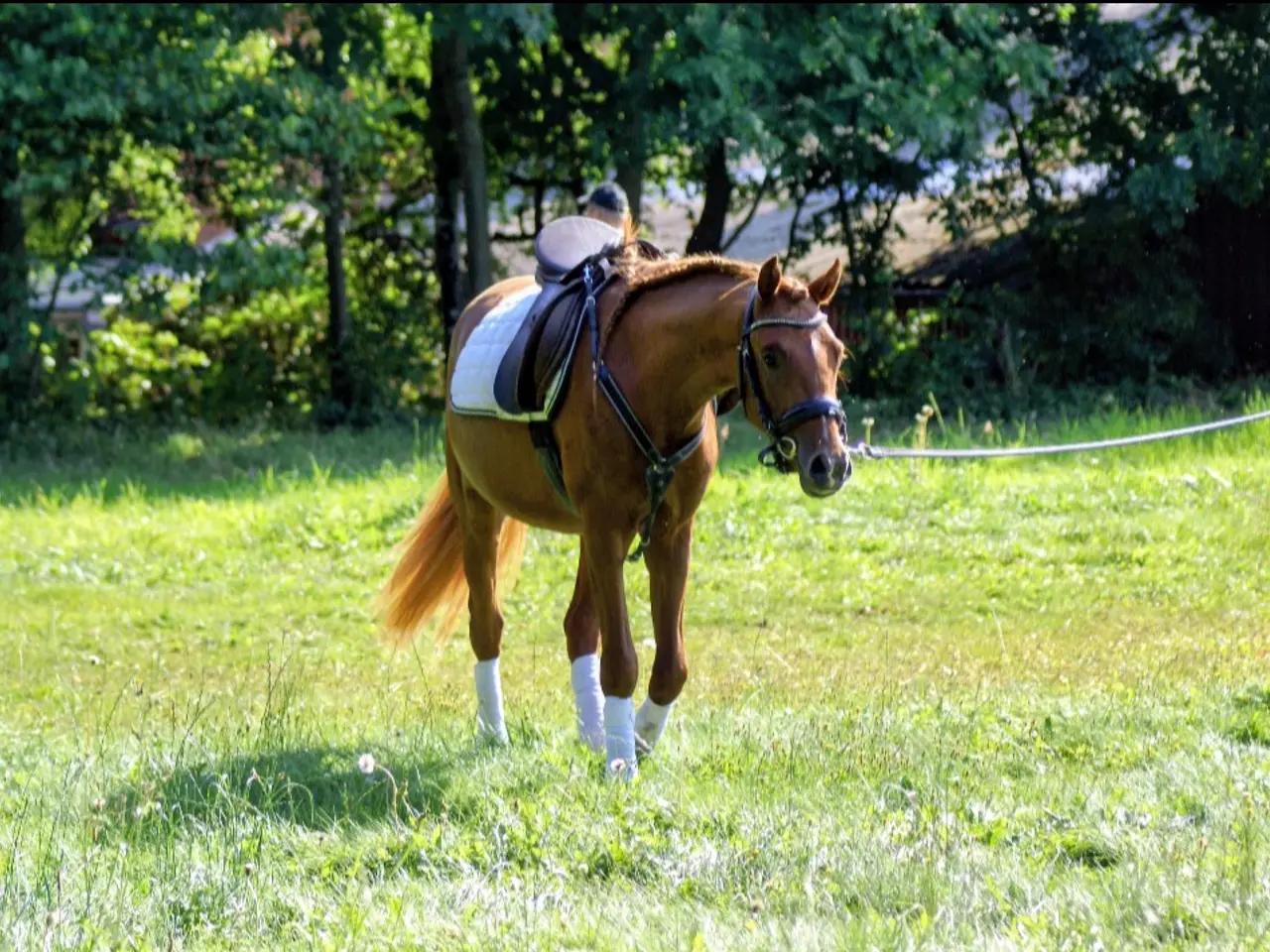Billede 5 - Dansk Sports pony kat. 1
