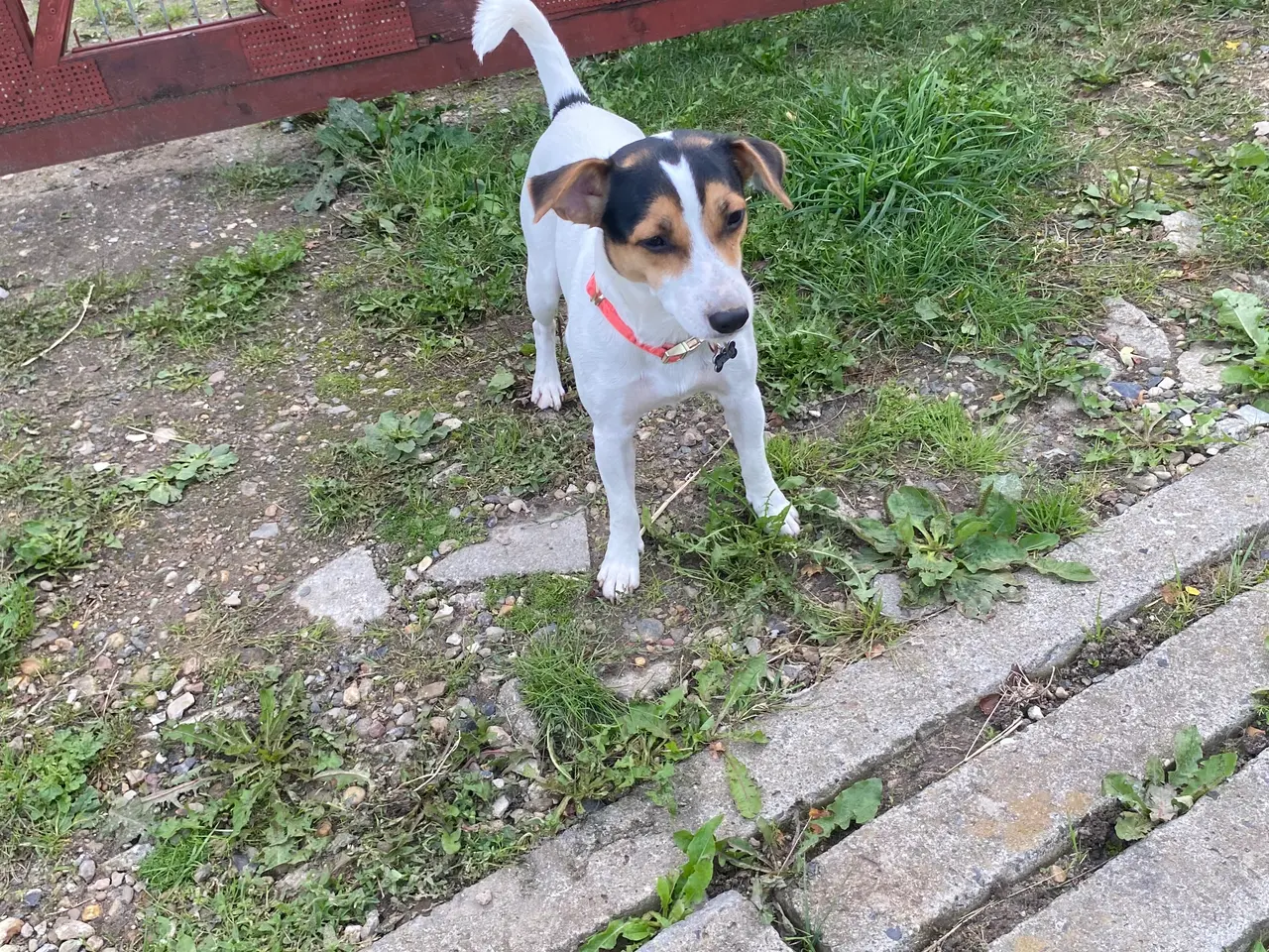 Billede 1 - Avlshan - 🐾 Dansk/svensk gårdhund 🐾