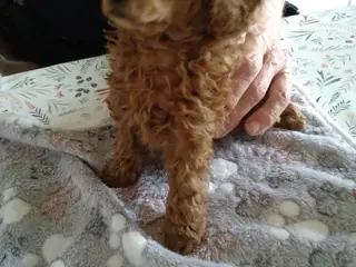 Toy puddel