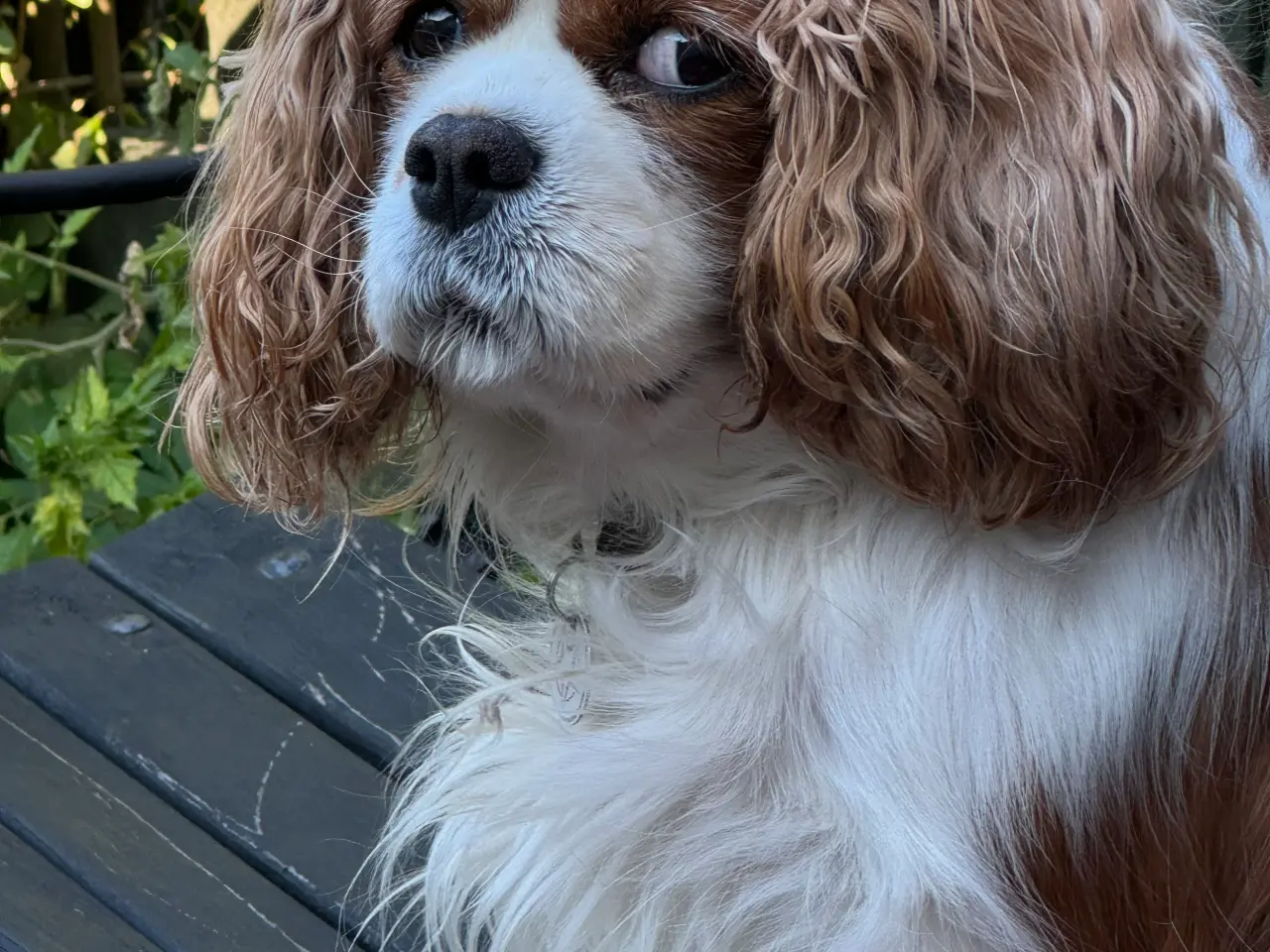 Billede 1 - Omplacerings hund / godt hjem