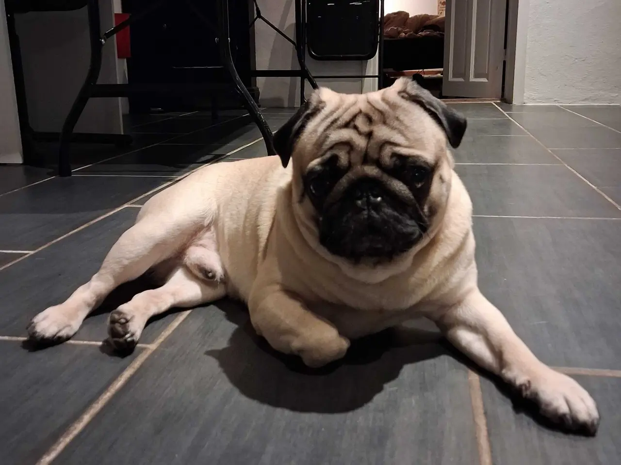 Billede 2 - Mops til parring  