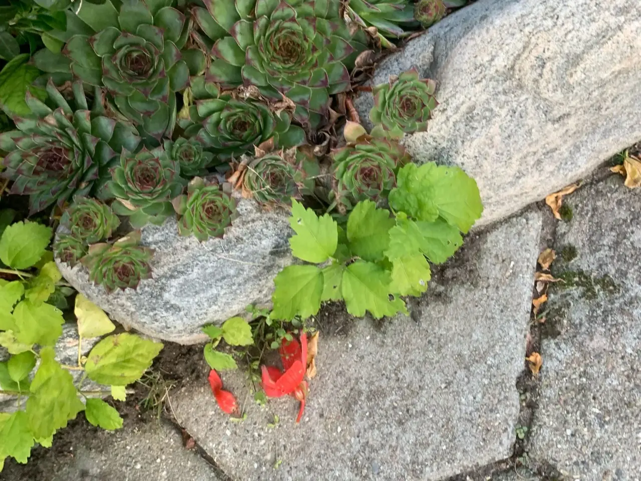Billede 4 - Husløg og havehibiscus