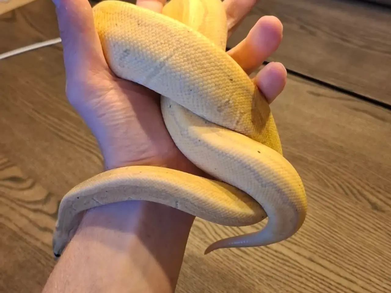 Billede 2 - Kongepython