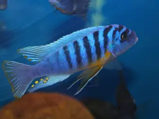 Fainzilberi Makonde (Mbuna)
