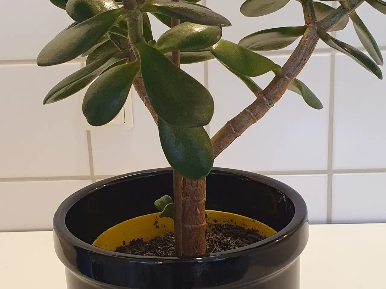 Billede 10 - stueplanter, grønne planter