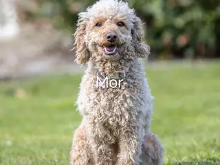 Puddelhvalpe søger hjem - 2