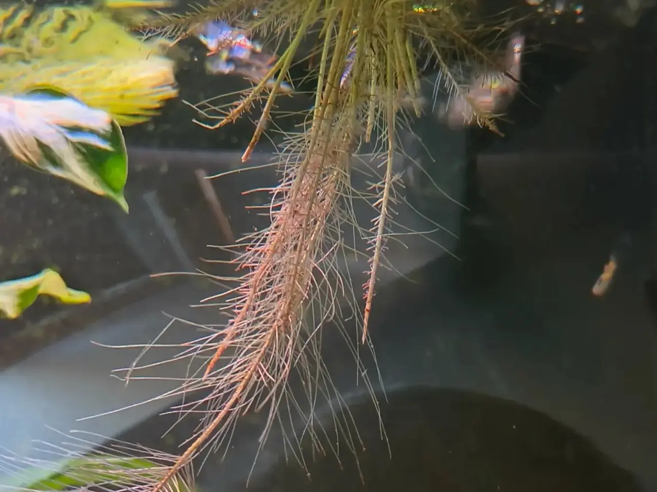 Billede 3 - Store Flydeplanter sælges