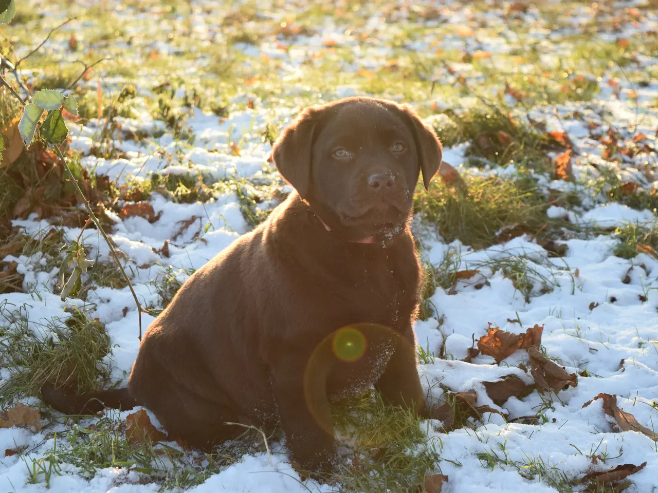 Billede 2 - Brune Labrador-hvalpe med DKK-stamtavle 🐶