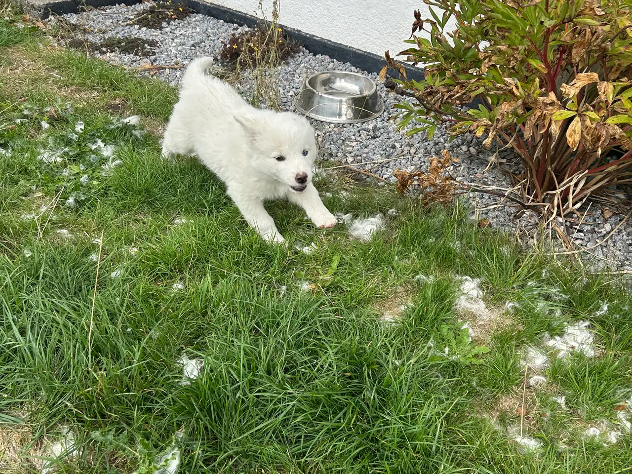 Billede 3 - 🐾 Snowdrop søger sit nye hjem 🐾