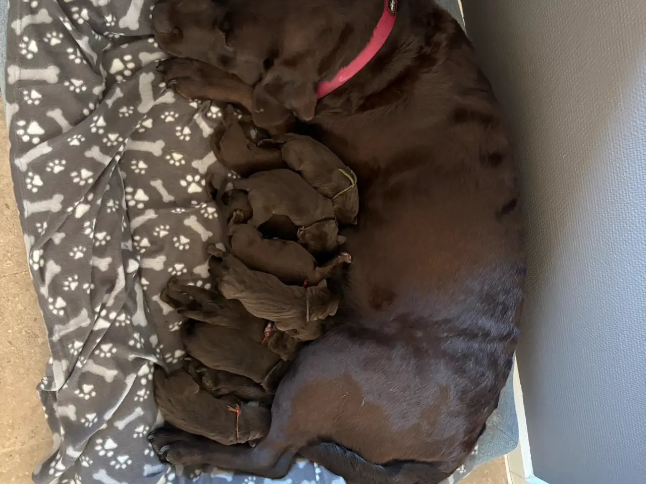 Billede 2 - Gammeldags labrador