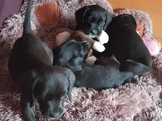 Lækre golden retriever blandinger med Beagle