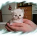  Catt