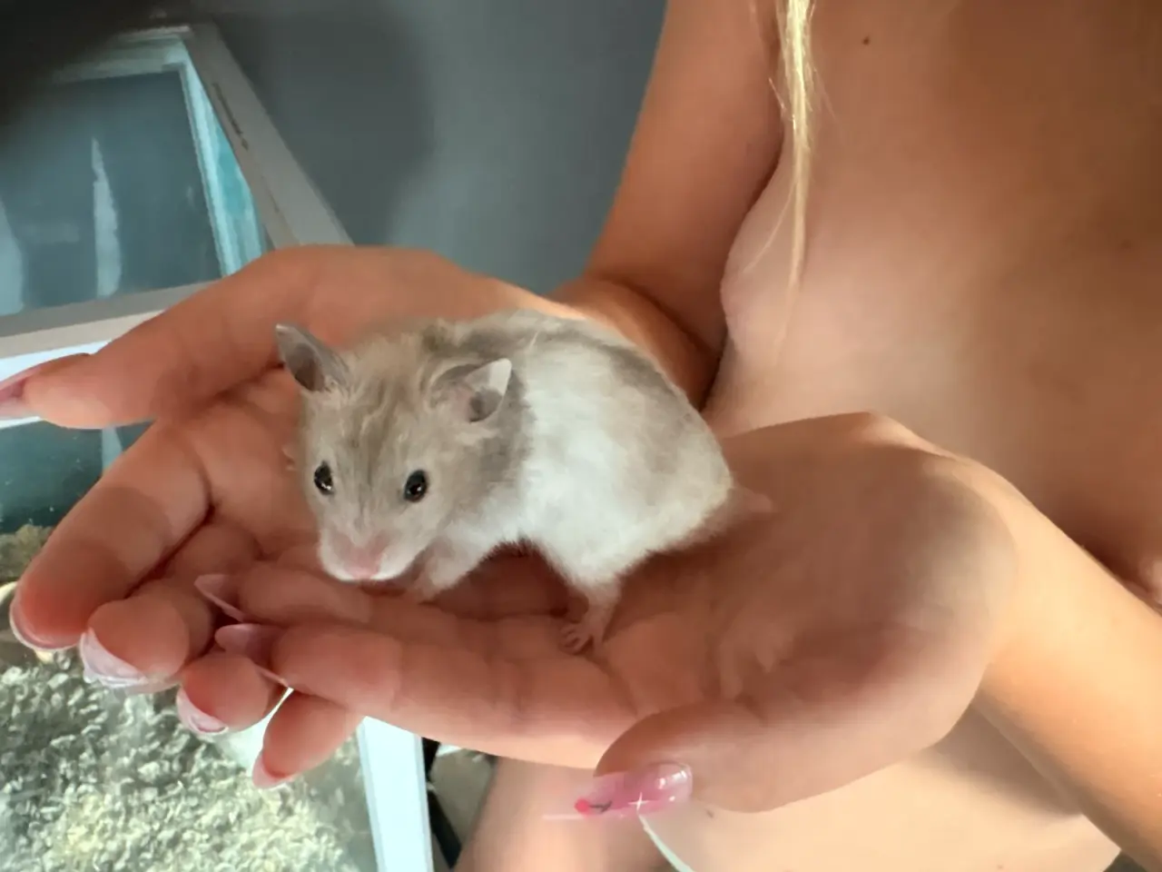 Billede 7 - Guld hamster