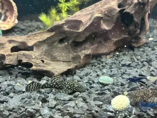 Pleco ancistrus sugemaller
