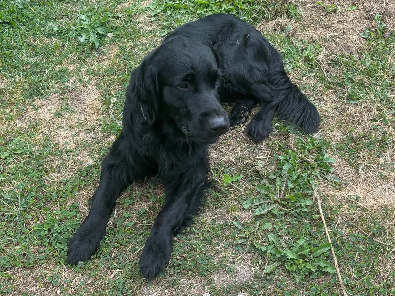 Billede 2 - Kærlig hanhund på 2 år søger nyt hjem 🐾
