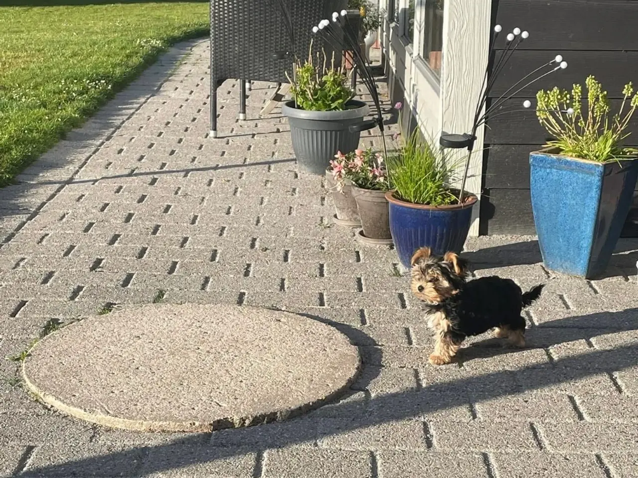 Billede 7 - parring af Yorkshire terrier / Malteser