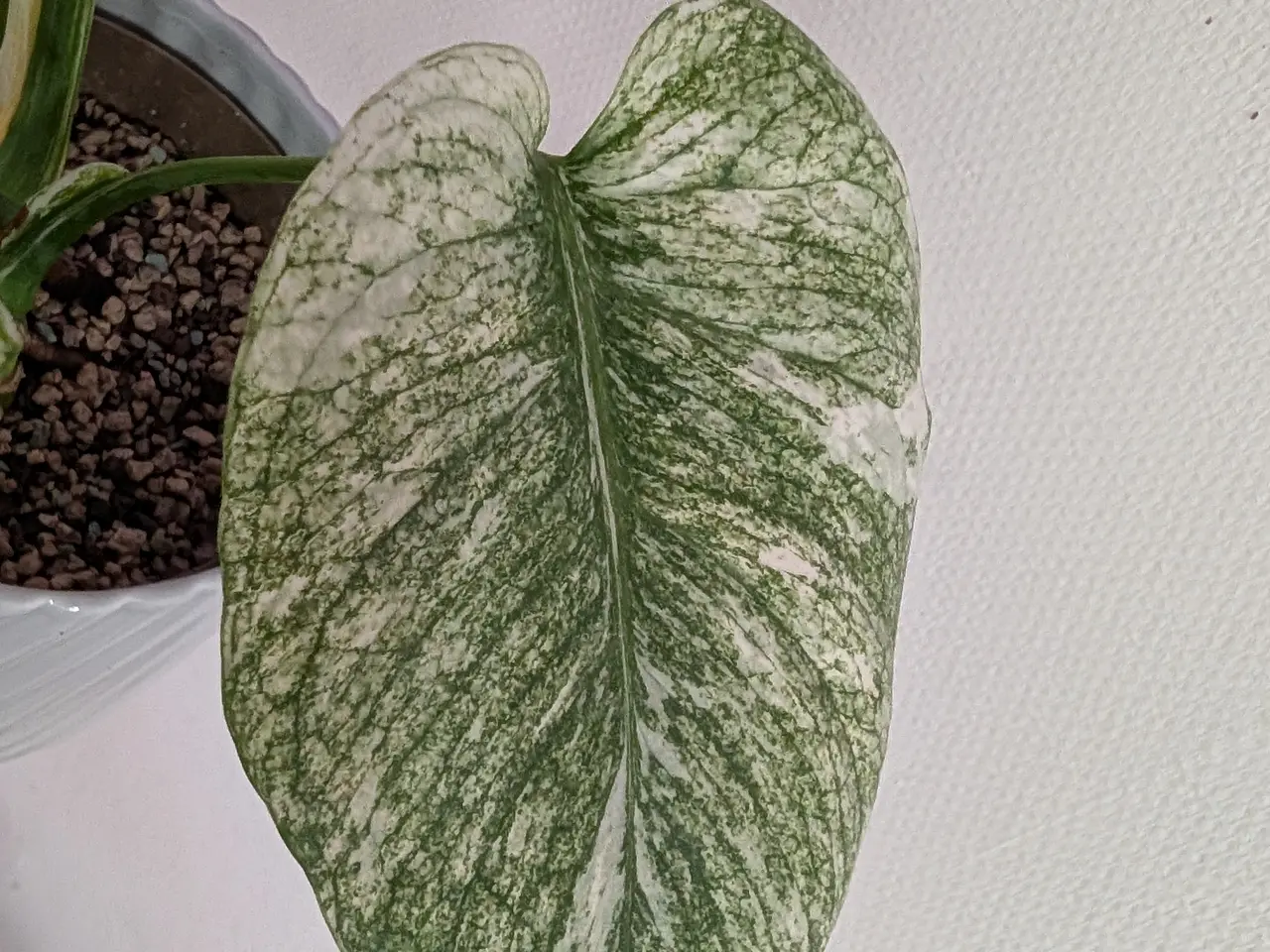 Billede 2 - Monstera "Mint" ca 55cm højde