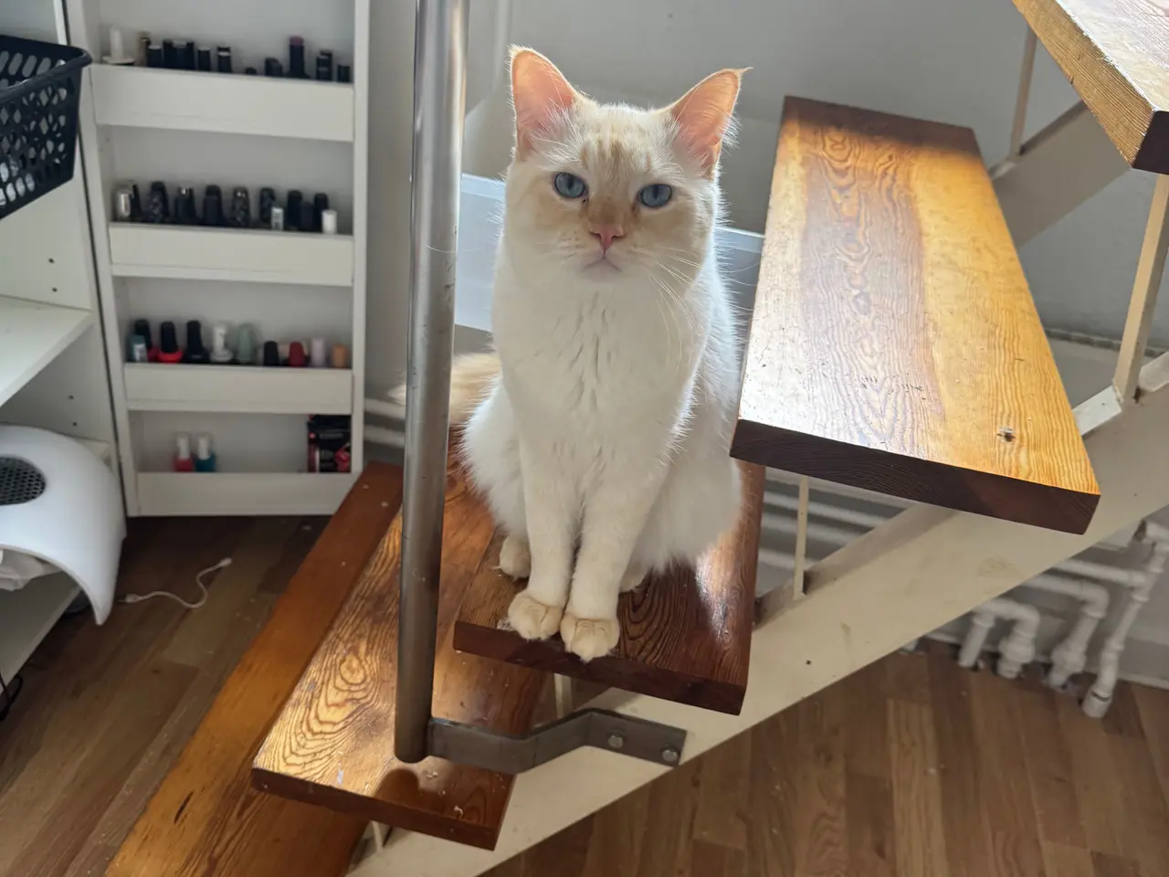 Billede 2 -  Smuk fertil Ragdoll-hankat 