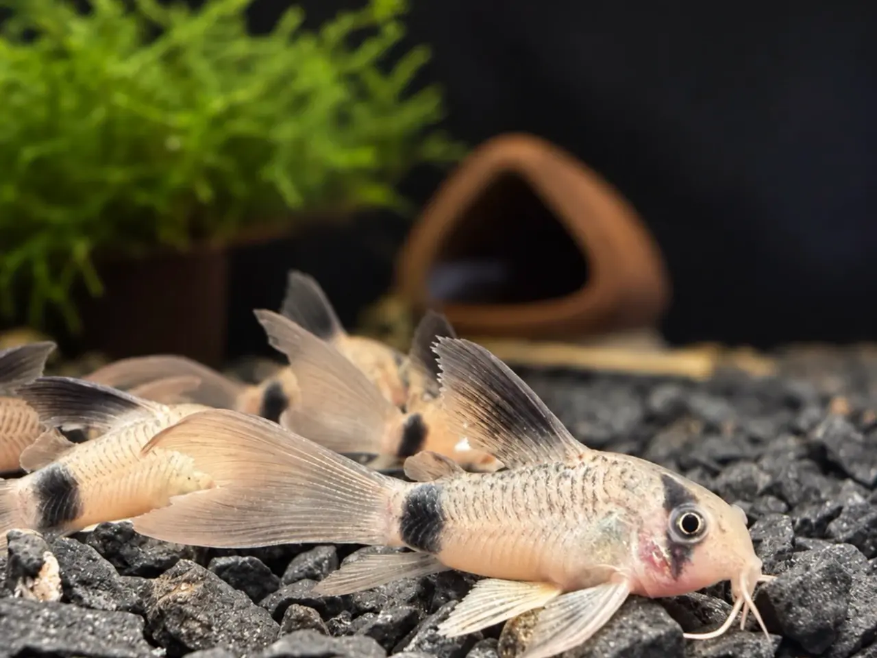 Billede 6 - Flotte longfin panda pansemaller 