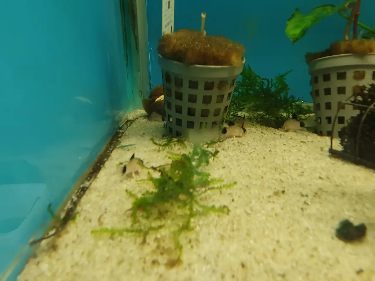 Billede 5 - 🐼🐟 CORYDORAS PANDA TIL SALG 🐟🐼