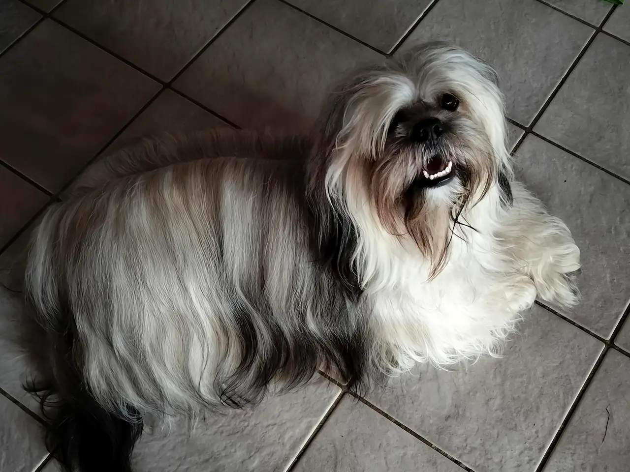 Billede 4 - Lhasa Apso han tilbydes til parring